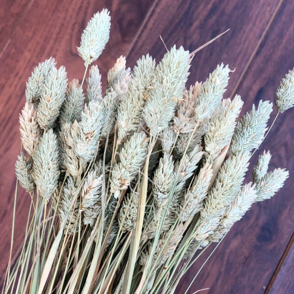 Phalaris Dried Bunch Extra 60Cm - Natural