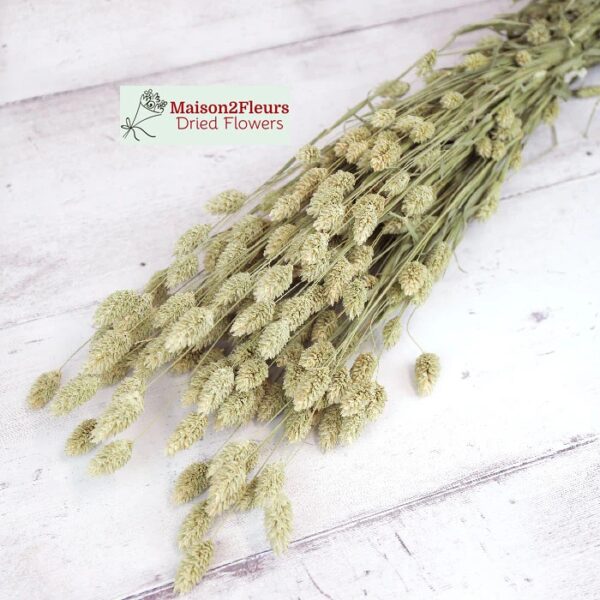 Phalaris Dried Bunch Extra 60Cm - Natural - Image 3