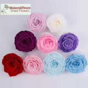 Rose 3-4cm