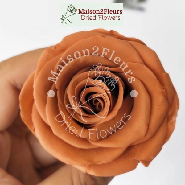 Preserved Rose Heads 2-3cm - 21pcs/box  - AGATE