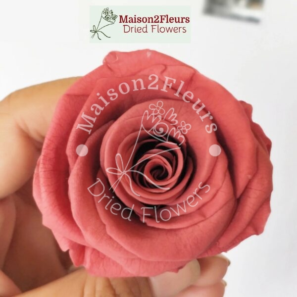 Preserved Rose Heads 3-4cm - 12pcs/box  - ANTIQUE PINK