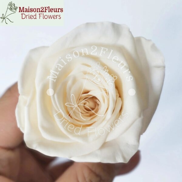 Preserved Rose Heads 5-6cm - 6pcs/box  - CREME