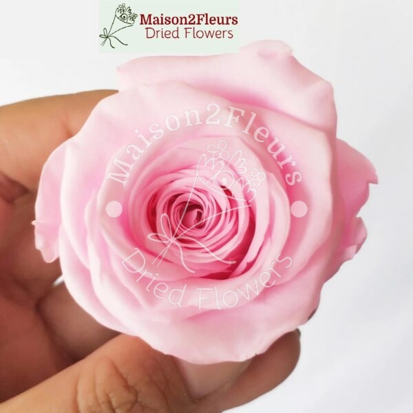 Preserved Rose Heads 3-4cm - 12pcs/box  - BRIGTH PINK