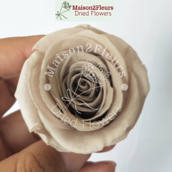 Preserved Rose Heads 5-6cm - 6pcs/box  - CAQUI