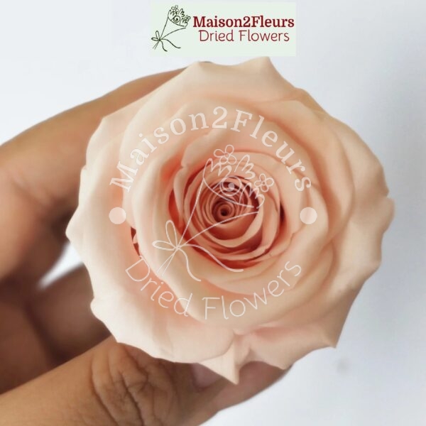 Preserved Rose Heads 3-4cm - 12pcs/box  - CHAMPAGNE