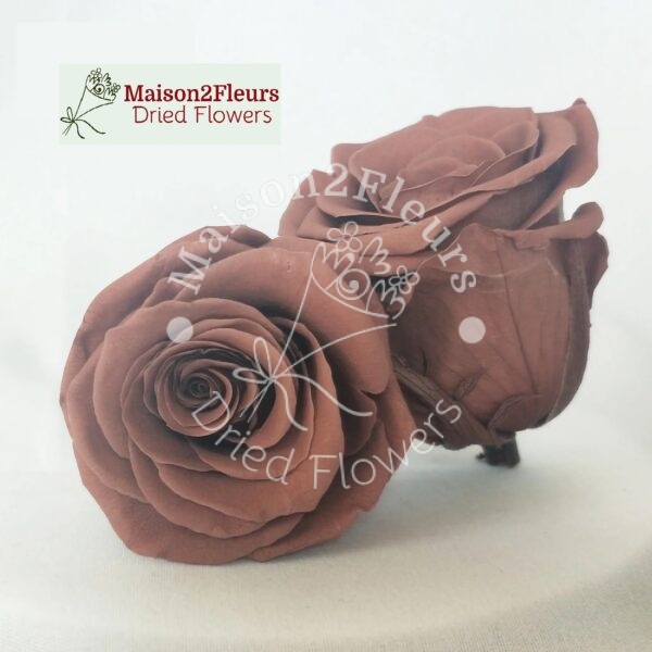 Preserved Rose Heads 5-6cm - 6pcs/box - Premium Quality - COFFE