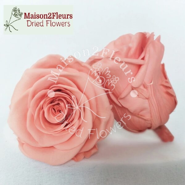 Preserved Rose Heads 5-6cm - 6pcs/box - Premium Quality - DEEP PEACH