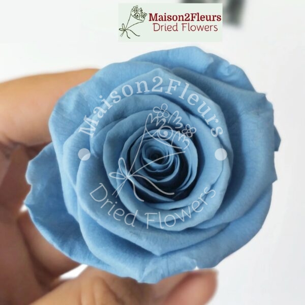 Preserved Rose Heads 5-6cm - 6pcs/box  - DUSTY BLUE