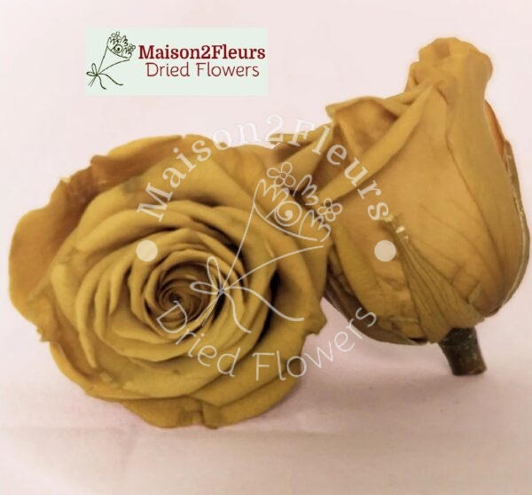 Preserved Rose Heads 2-3cm - 21pcs/box  - GINGER