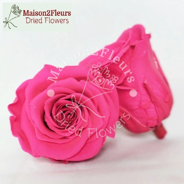 Preserved Rose Heads 5-6cm - 6pcs/box - Premium Quality - HOT PINK