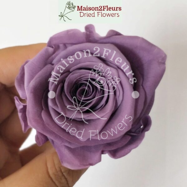 Preserved Rose Heads 5-6cm - 6pcs/box - Premium Quality - LAVANDER