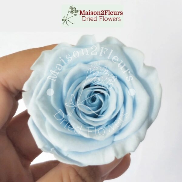 Preserved Rose Heads 2-3cm - 21pcs/box  - LIGTH BLUE