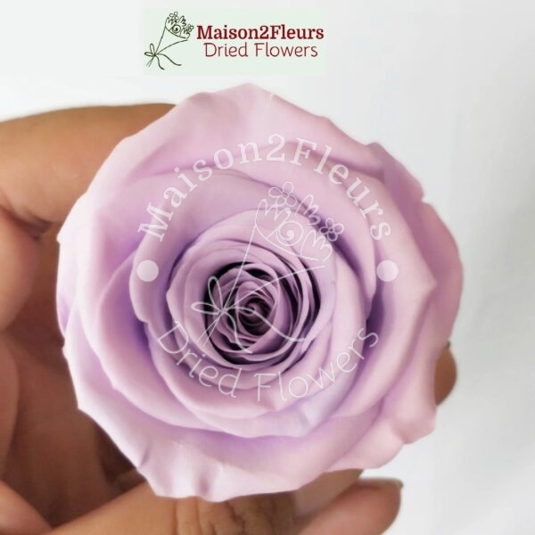 Preserved Rose Heads 5-6cm - 6pcs/box - Premium Quality - LIGTH PURPLE