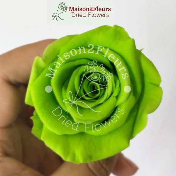 Preserved Rose Heads 2-3cm - 21pcs/box  - APPLE GREEN