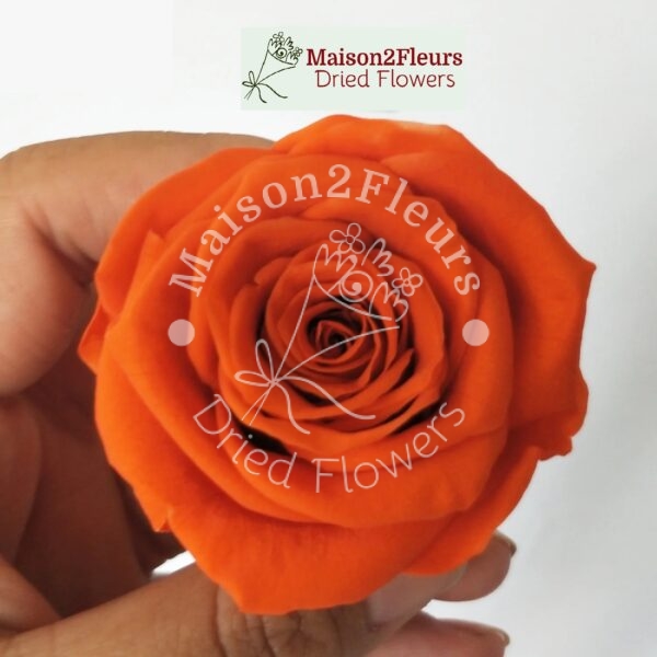 Preserved Rose Heads 5-6cm - 6pcs/box - Premium Quality  - ORANGE