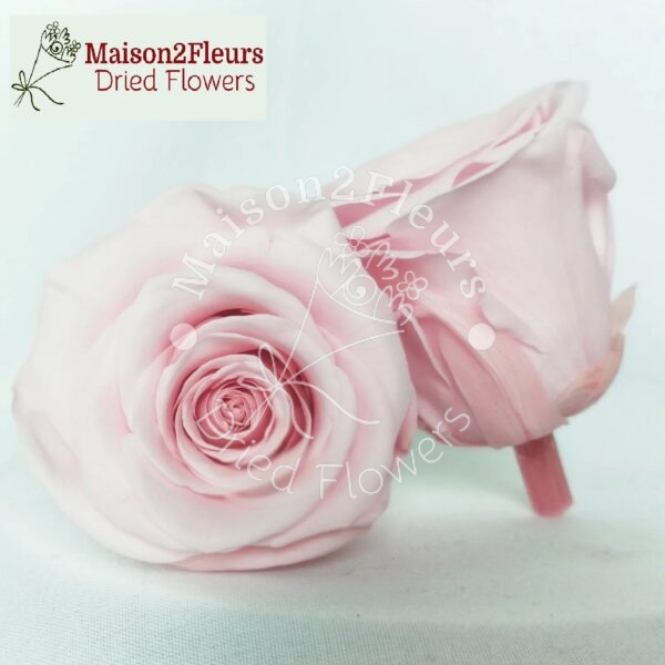 Têtes de roses stabilisées 2-3cm - 21pcs/boîte - ROSE PÂLE