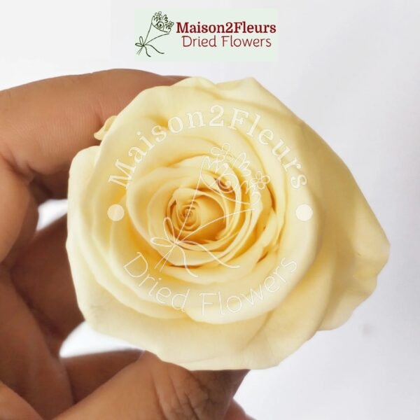 Preserved Rose Heads 2-3cm - 21pcs/box  - PALE YELLOW