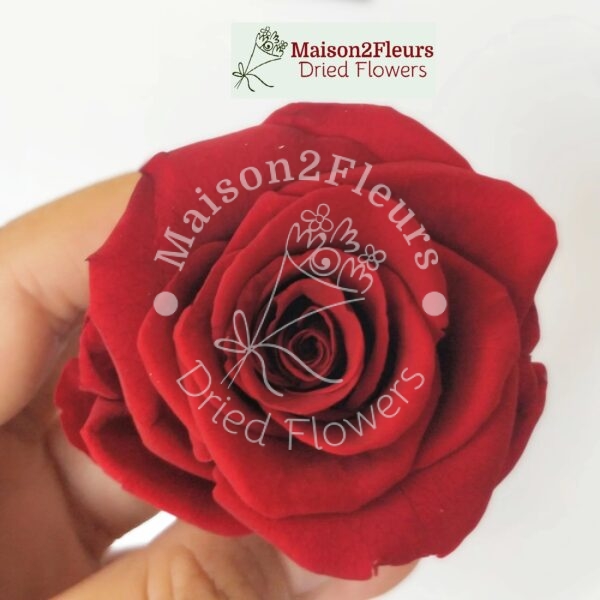 Preserved Rose Heads 5-6cm - 6pcs/box  - RED