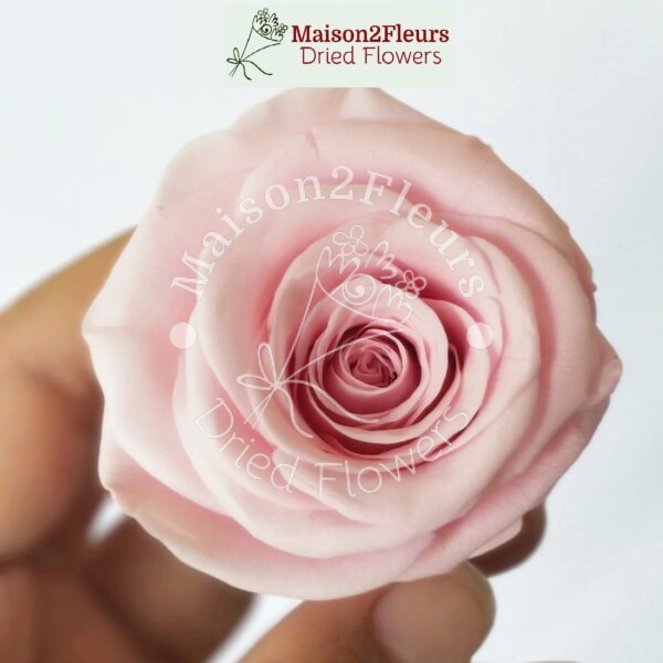 Preserved Rose Heads 5-6cm - 6pcs/box - Premium Quality - SAKURA PINK