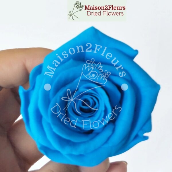 Preserved Rose Heads 5-6cm - 6pcs/box - Premium Quality - SEA BLUE