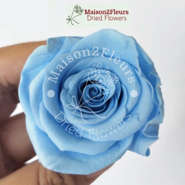 Preserved Rose Heads 5-6cm - 6pcs/box - Premium Quality - SKY BLUE