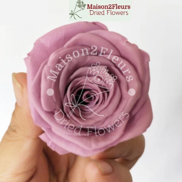 Preserved Rose Heads 5-6cm - 6pcs/box - Premium Quality - TARO PURPLE