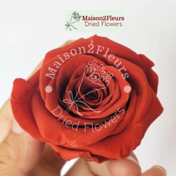 Preserved Rose Heads 2-3cm - 21pcs/box  - TERRACOTA