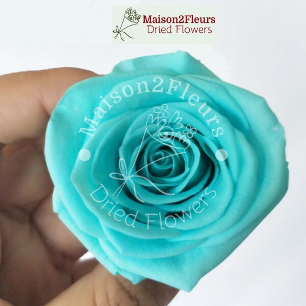 Preserved Rose Heads 5-6cm - 6pcs/box - Premium Quality - TIFFANY BLUE