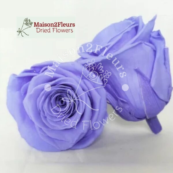 Preserved Rose Heads 5-6cm - 6pcs/box - Premium Quality - VIOLET