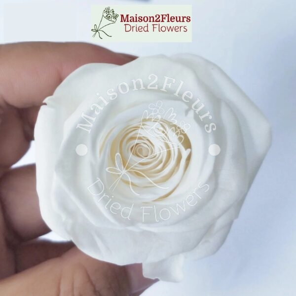 Preserved Rose Heads 2-3cm - 21pcs/box  - White