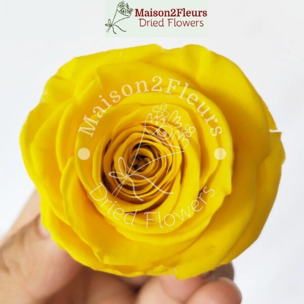 Preserved Rose Heads 5-6cm - 6pcs/box - Premium Quality - YELLOW