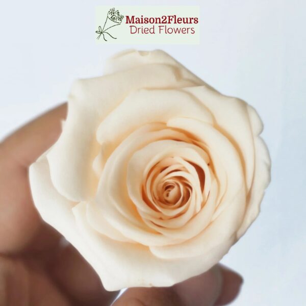 Preserved Rose Heads 5-6cm - 6pcs/box  - CHAMPAGNE