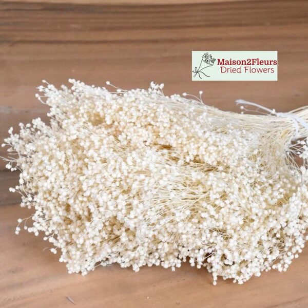 Broom Bloom Dried Bunch Extra 100Gr - BLEACHED - Image 2