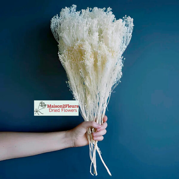 Broom Bloom Dried Bunch Extra 100Gr - BLEACHED - Image 4