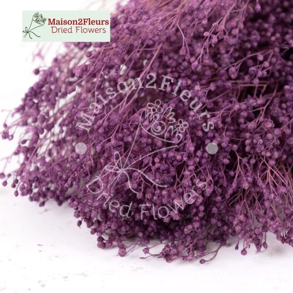 Broom Bloom Dried Bunch Extra 100Gr - LILAC