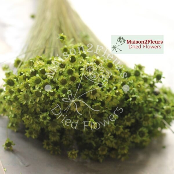 Glixia Dried Bunch Extra 60Cm 50Gr – GREEN MOSS