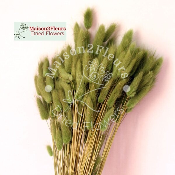 Lagurus Dried Bunch Extra 60Cm 100Gr - GREEN SALVIA