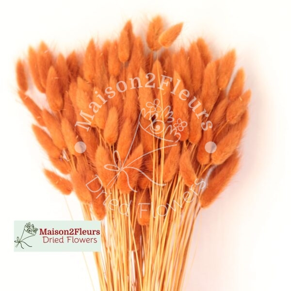 Lagurus Dried Bunch Extra 60Cm 100Gr - TERRACOTA