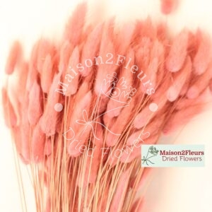 Lagurus Dried Bunch Extra 60Cm 100Gr - ANTIQUE PINK