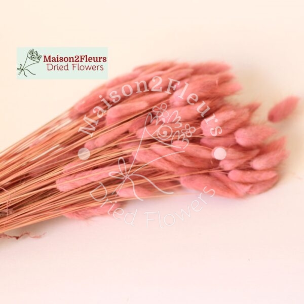 Lagurus Dried Bunch Extra 60Cm 100Gr - ANTIQUE PINK - Image 2