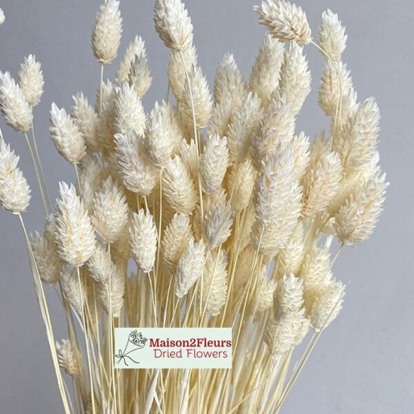 Phalaris Dried Bunch Extra 60Cm - Bleached