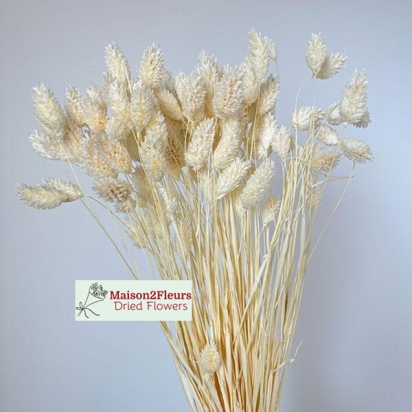 Phalaris Dried Bunch Extra 60Cm - Bleached - Image 3