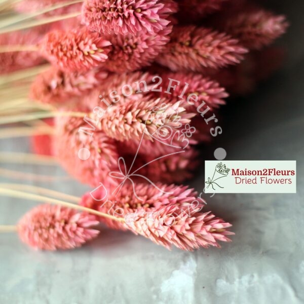 Phalaris Dried Bunch Extra 60Cm - ANTIQUE PINK