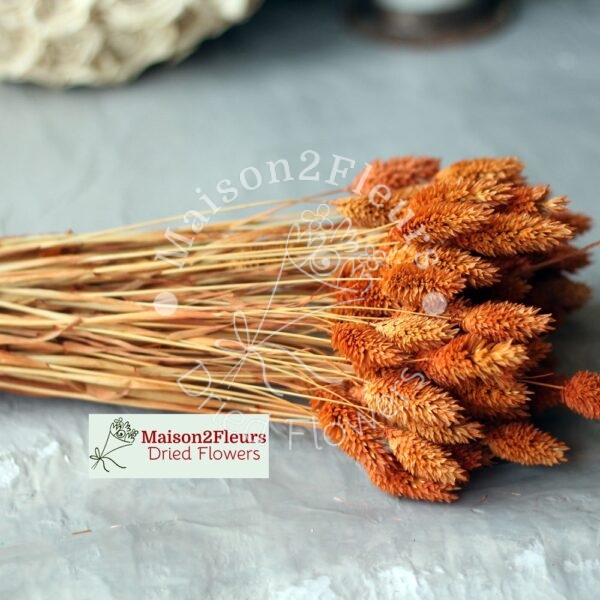 Phalaris Dried Bunch Extra 60Cm - TERRACOTA - Image 2