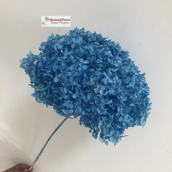 Preserved Hydrangea Anna Heads - Extra Quality - AZURE