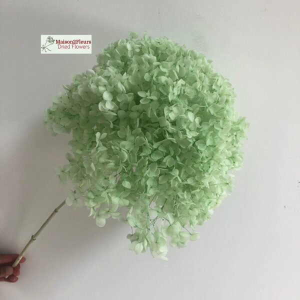 Preserved Hydrangea Anna Heads - Extra Quality - FROST GREEN