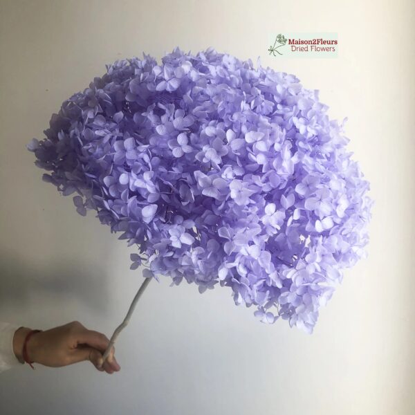 Preserved Hydrangea Anna Heads - Extra Quality - LAVANDER