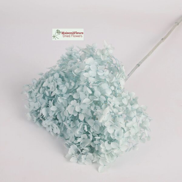 Preserved Hydrangea Anna Heads - Extra Quality - LIGTH BLUE