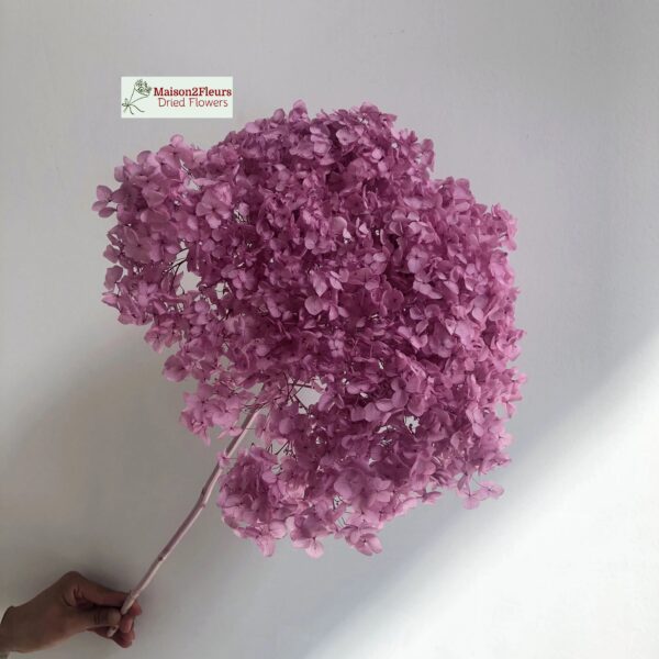 Preserved Hydrangea Anna Heads - Extra Quality - PINK PURPLE