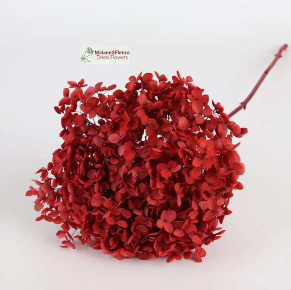 Preserved Hydrangea Anna Heads - Extra Quality - RED